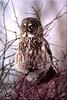 Great Grey Owl (Strix nebulosa)