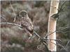 Great Grey Owl (Strix nebulosa)