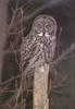 Great Grey Owl (Strix nebulosa)