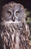 Great Grey Owl (Strix nebulosa)