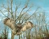 Great Grey Owl (Strix nebulosa)