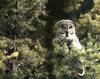 Great Grey Owl (Strix nebulosa)