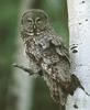 Great Grey Owl (Strix nebulosa)