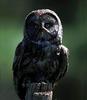 Great Grey Owl (Strix nebulosa)