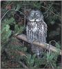 Great Grey Owl (Strix nebulosa)