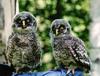 Great Grey Owl chicks (Strix nebulosa)