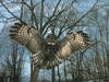 Great Grey Owl (Strix nebulosa)