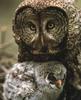 Great Grey Owl & owlet (Strix nebulosa)