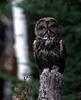 Great Grey Owl (Strix nebulosa)