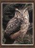 Great Horned Owl (Bubo virginianus)