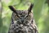 Great Horned Owl (Bubo virginianus)