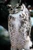 Great Horned Owl (Bubo virginianus)