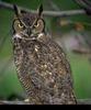 Great Horned Owl (Bubo virginianus)