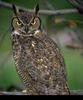 Great Horned Owl (Bubo virginianus)