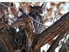 Great Horned Owl (Bubo virginianus)