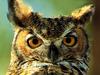 Great Horned Owl (Bubo virginianus)