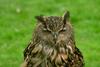 Great Horned Owl (Bubo virginianus)