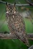 Great Horned Owl (Bubo virginianus)