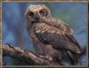 Great Horned Owl (Bubo virginianus)