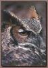 Great Horned Owl (Bubo virginianus)