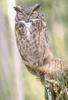 Great Horned Owl (Bubo virginianus)