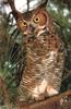 Great Horned Owl (Bubo virginianus)