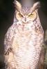 Great Horned Owl (Bubo virginianus)