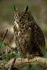 Great Horned Owl (Bubo virginianus)