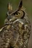 Great Horned Owl (Bubo virginianus)