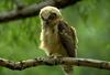 Great Horned Owl owlet (Bubo virginianus)