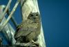 Great Horned Owl owlet (Bubo virginianus)