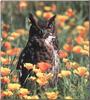 Great Horned Owl (Bubo virginianus)