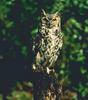 Great Horned Owl (Bubo virginianus)