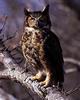 Great Horned Owl (Bubo virginianus)