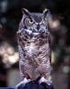 Great Horned Owl (Bubo virginianus)