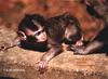 Vervet Monkey infant (Chlorocebus aethiops)