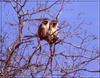 Vervet Monkeys (Chlorocebus aethiops)