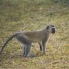 Vervet Monkey (Chlorocebus aethiops)