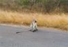 Vervet Monkey (Chlorocebus aethiops)