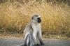 Vervet Monkey (Chlorocebus aethiops)