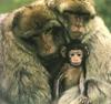 Barbary Macaque family (Macaca sylvanus)