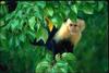 White-faced Capuchin (Cebus capucinus)