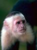 White-faced Capuchin (Cebus capucinus)