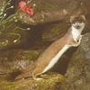 Stoat (Mustela erminea)