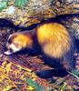 European Polecat (Mustela putorius)