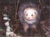 European Polecat (Mustela putorius)