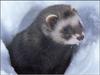 European Polecat (Mustela putorius)