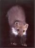 Beech Marten (Martes foina)