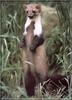 Beech Marten (Martes foina)