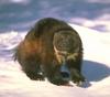 Wolverine (Gulo gulo)